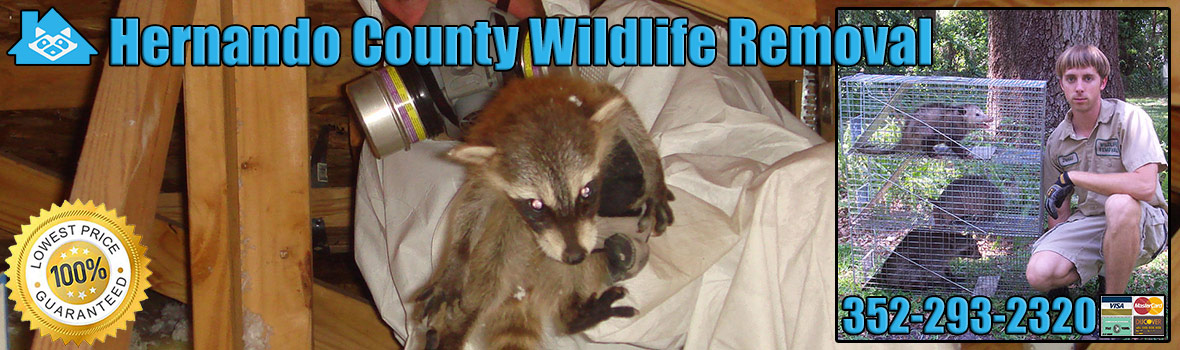 Hernando County Wildlife and Animal Removal
